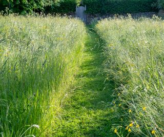 Long grass mown path