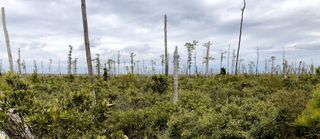 Ghost forest panorama in coastal North Carolina.