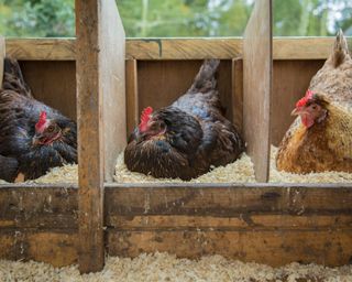 three chickens sitting on perches inside a chicken coop