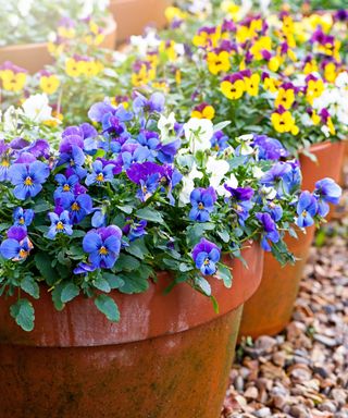 Three terracotta planters with purple, white, and yellow pansies growing out of them