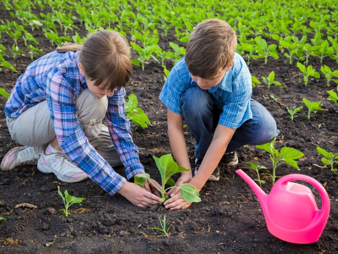 Children In The Garden Planting Sunflowers