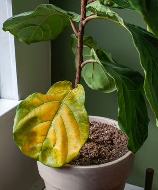fiddle leaf fig with yellow leaf
