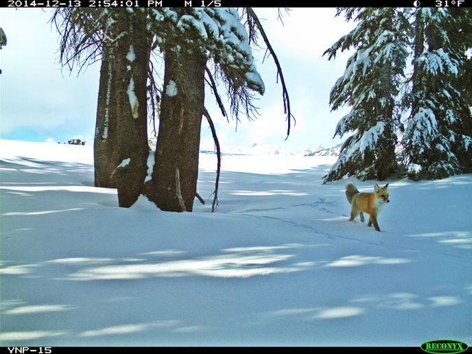 Sierra Nevada red fox