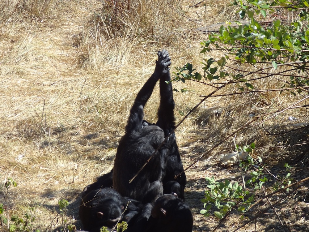 Chimpanzees grasping hands during grooming