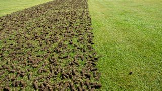 A strip of lawn which has been freshly aerated with cores of soil on top