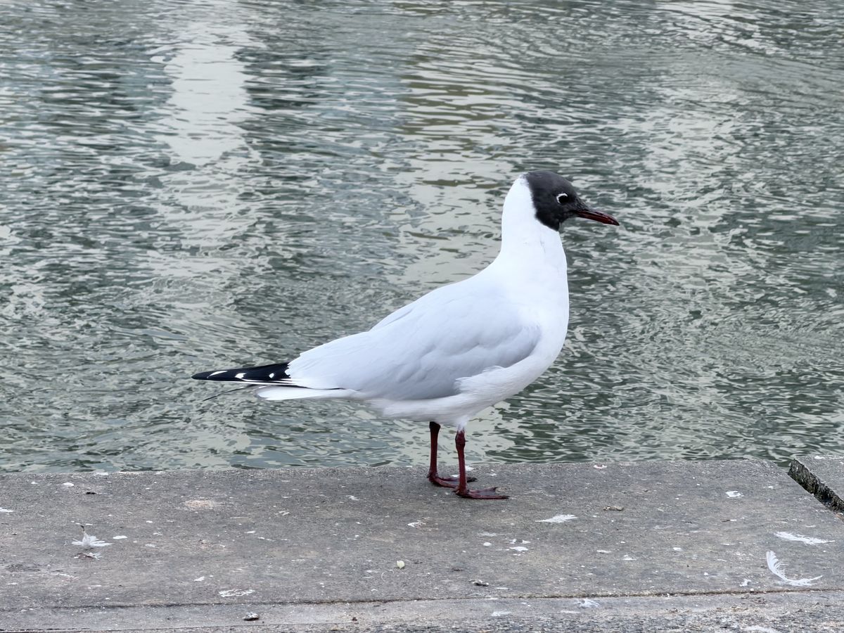 An image of a bird shot on the iPhone tele 10x lens