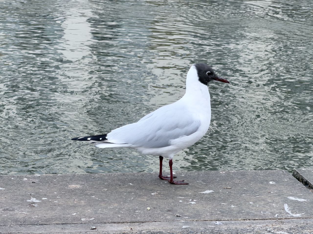 An image of a bird shot on the iPhone tele 10x lens