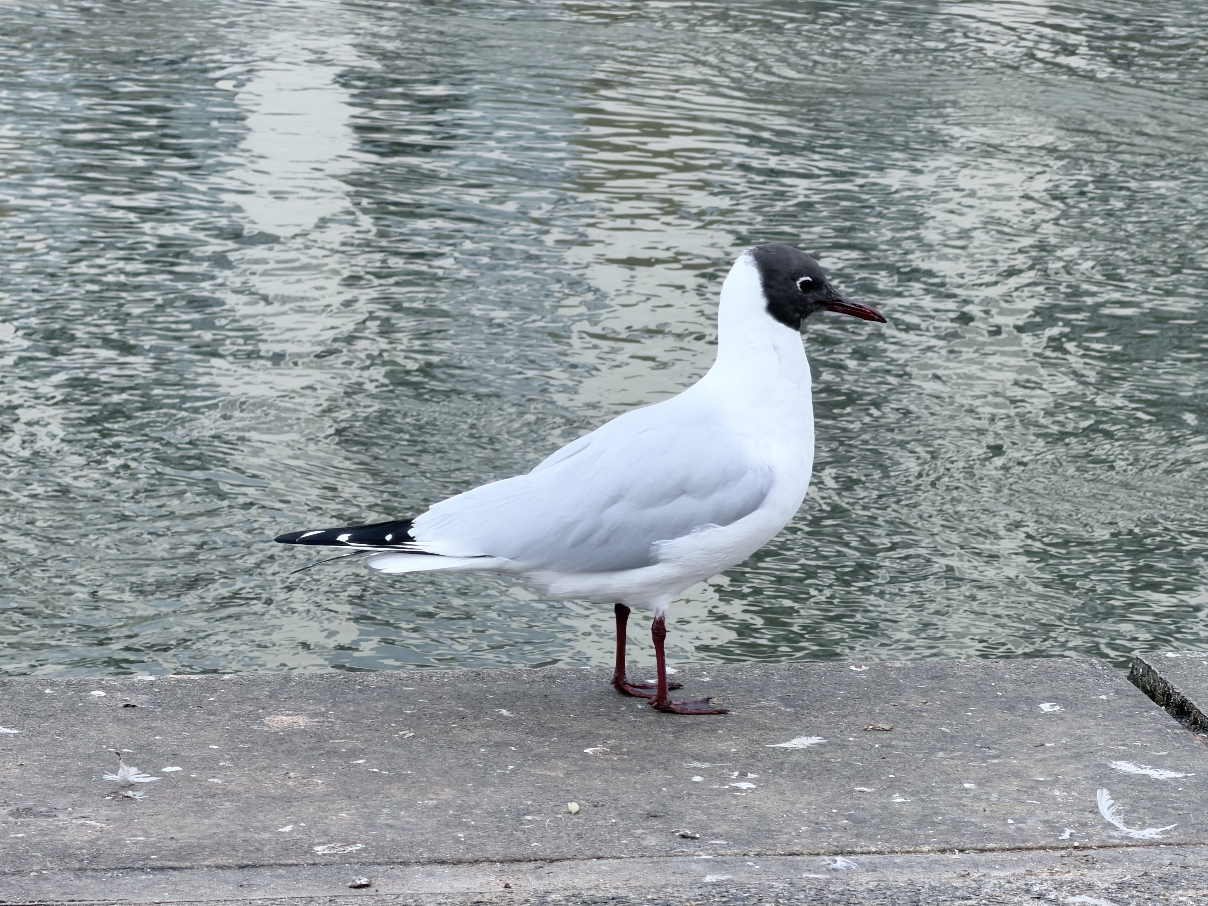 An image of a bird shot on the iPhone tele 10x lens