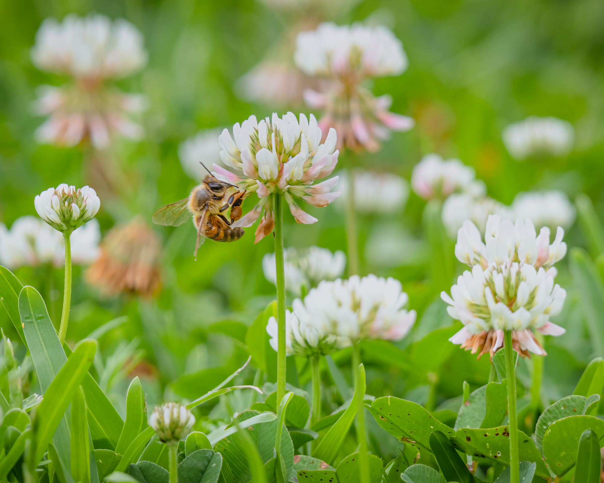 Honeybee on clover flower