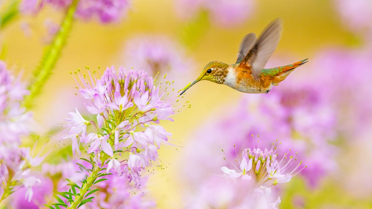 5 Easy Ways to Attract Hummingbirds to Your Yard in July – and Help Them Prepare for the Great Migration Next Month