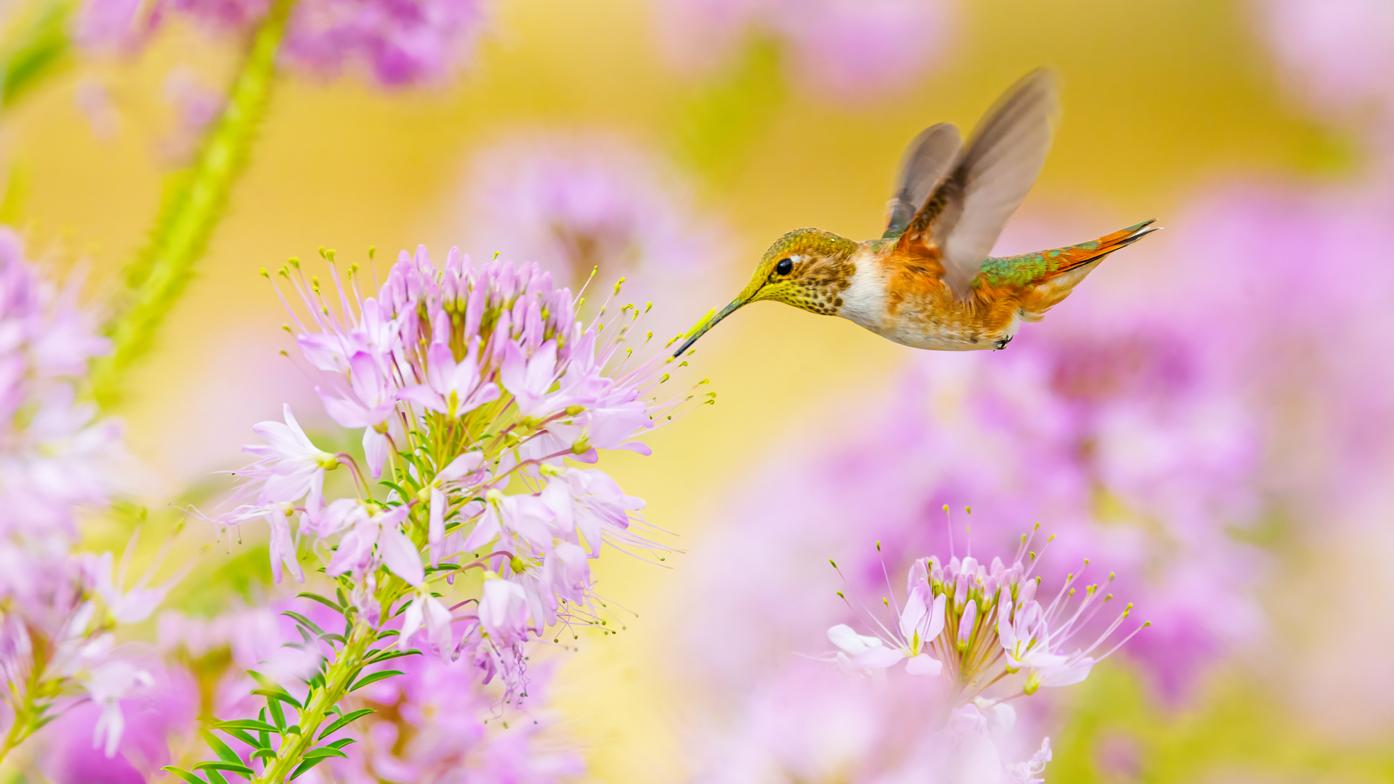 hummingbird drinking from flower
