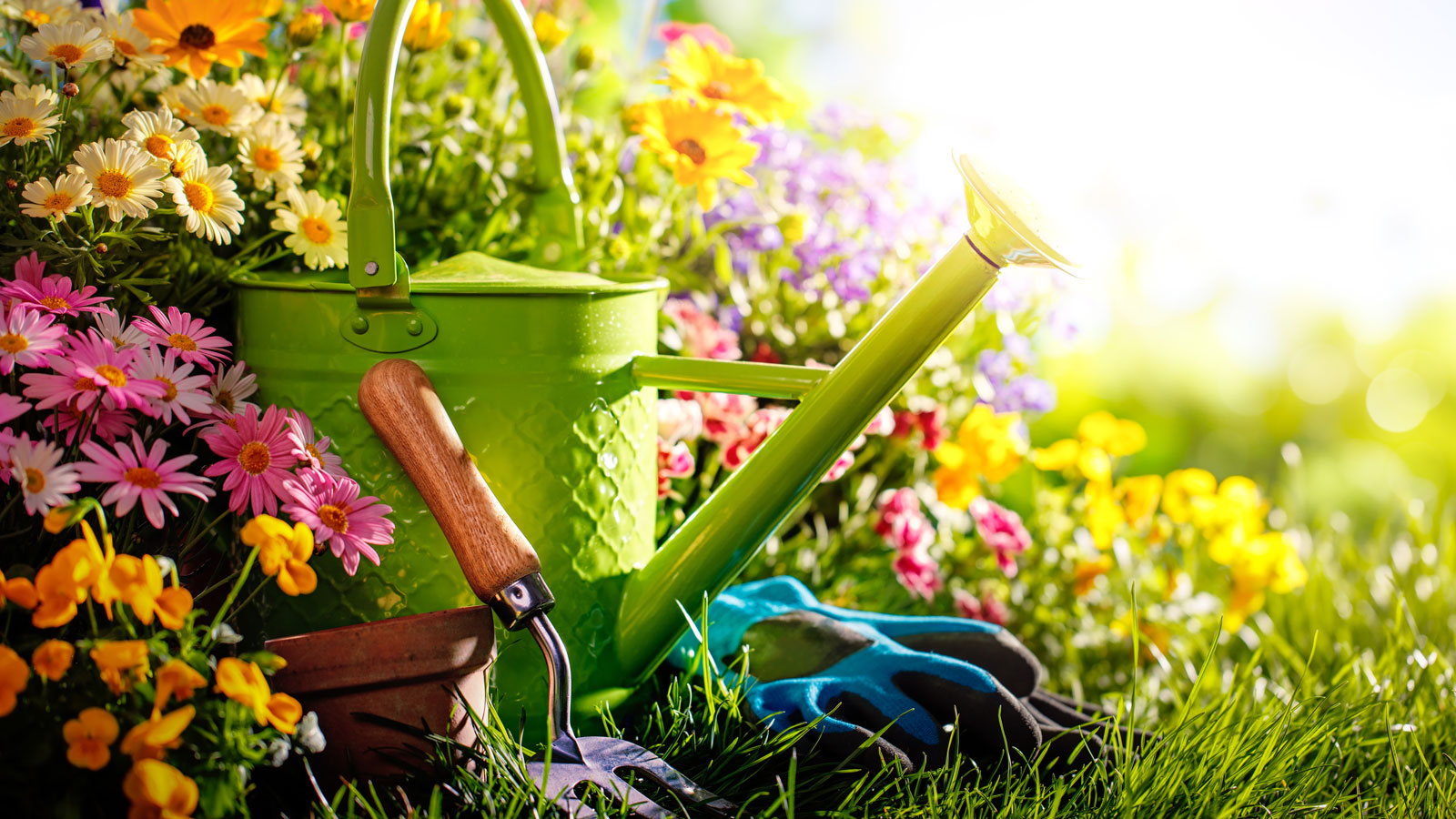 watering can and hand fork on lawn and garden flowers