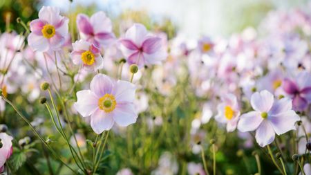 How to Photograph Gardens by Jason Ingram