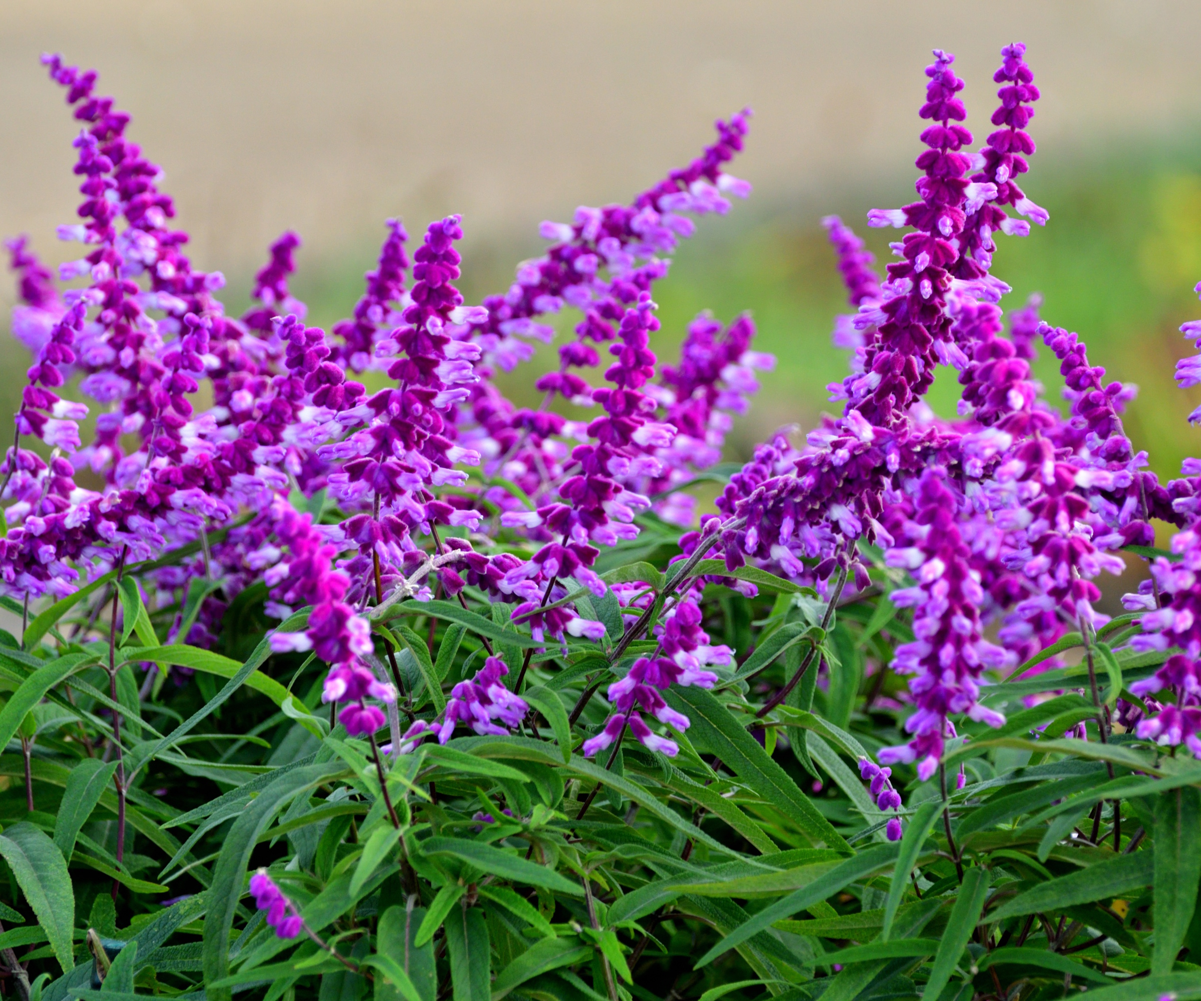 Mexican bush sage