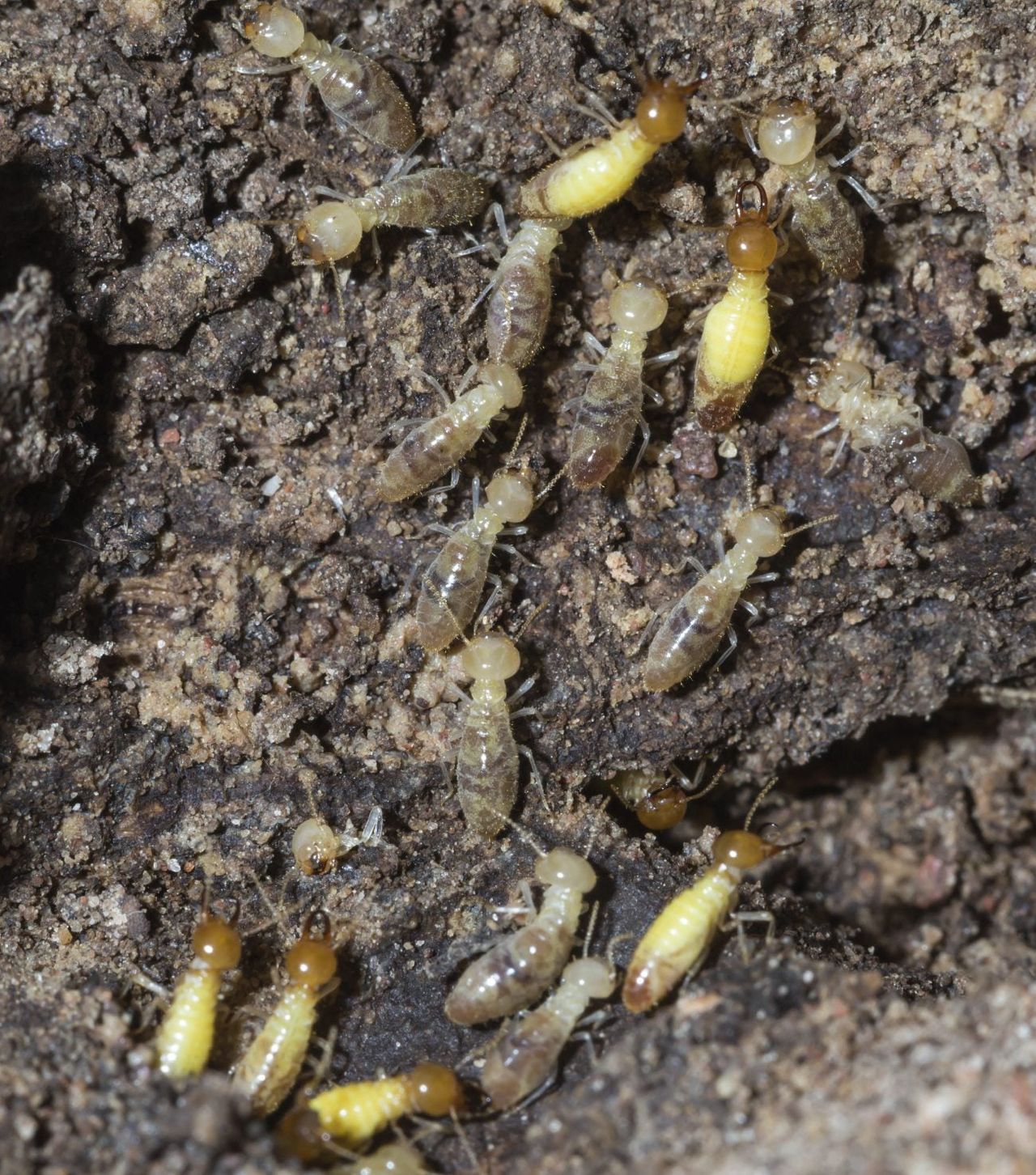 Termites In Wood Mulch