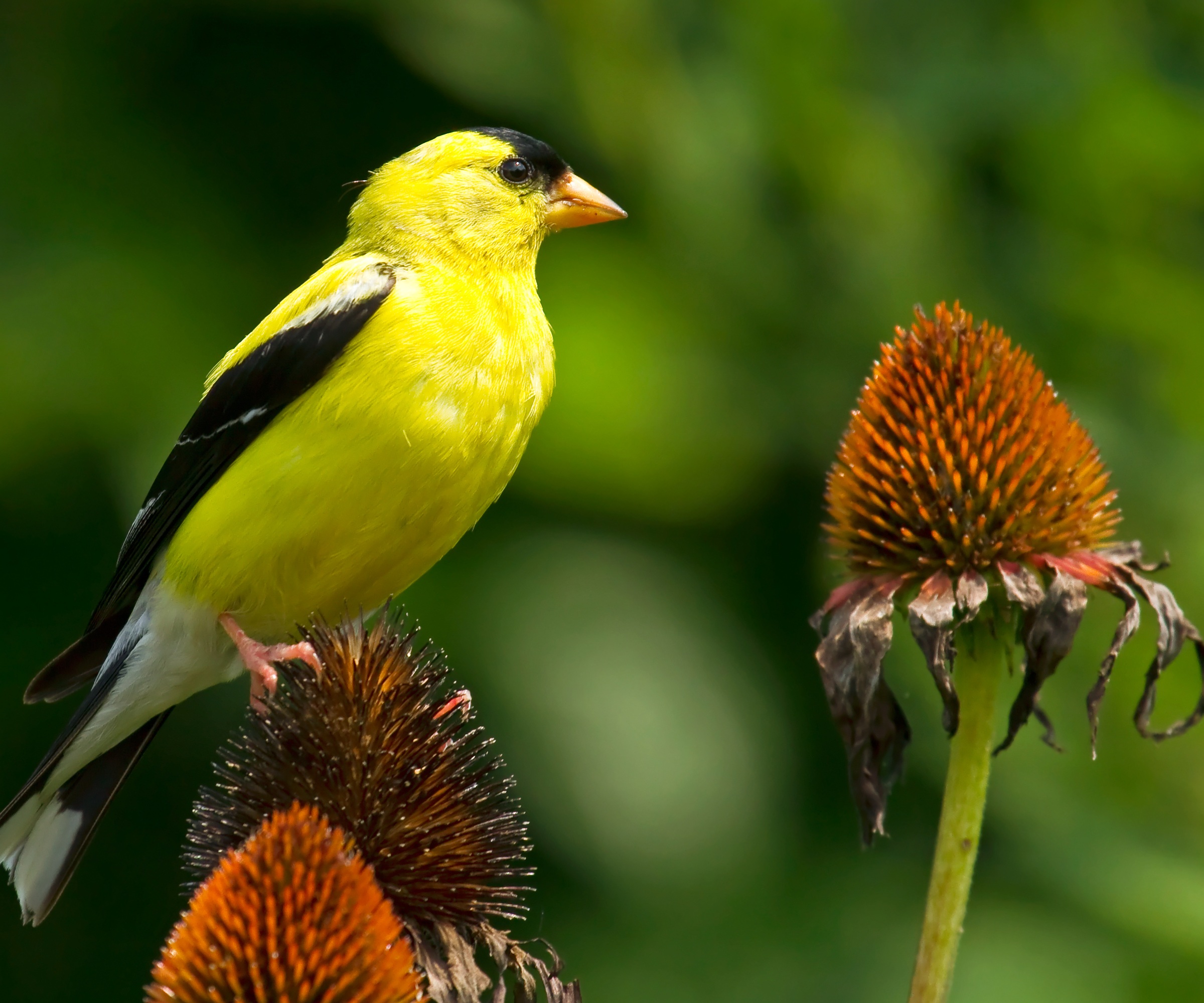 Goldfinch and coneflower seedheads