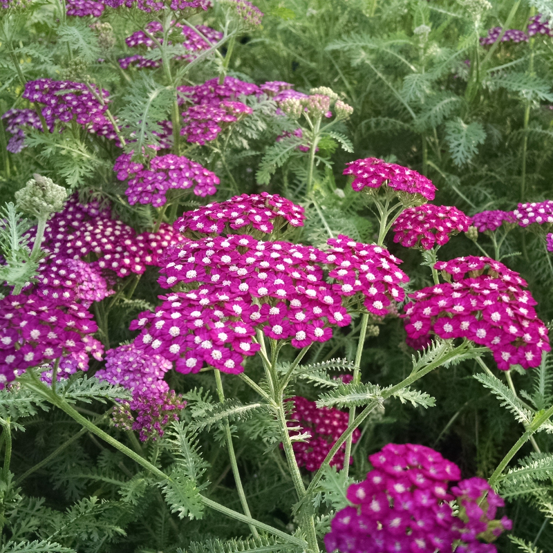 New Vintage Violet Yarrow