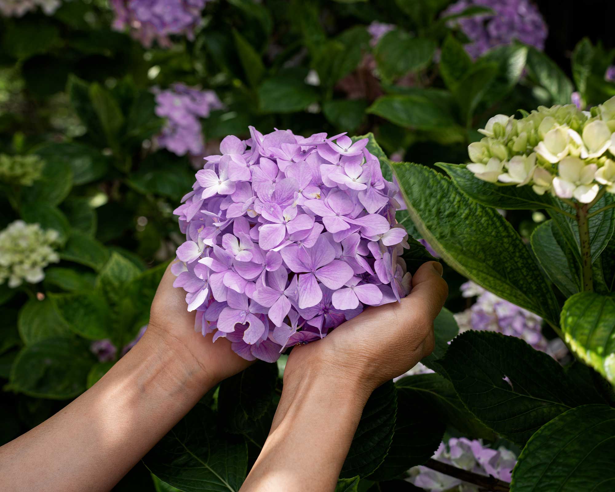 How to dry hydrangeas our easy guide to preserving flowers Gardeningetc
