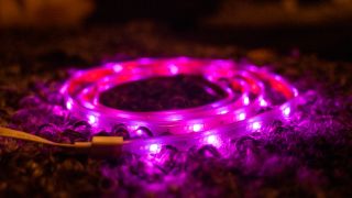 Nanoleaf Essentials Lightstrip lyser rosa, ligger ihoprullad på ett lammskinn.