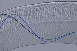 This optical microscope image illustrates wave motion in the tectorial membrane, a gooey membrane somewhat reminiscent of Jell-O that sits on top of the sensory hair cells in the cochlea. New research shows that the membrane is able to tune its stiffness to better translate sounds at certain frequencies into neural impulses.