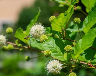 Bee pollinating blooms on the buttonbush