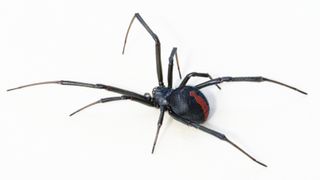 A redback spider (Latrodectus hasseltii) female, found in suburban Sydney, NSW, Australia.