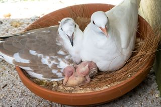 turtle-dove squabs