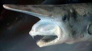 A close-up of a goblin shark head with a long nose and protruding jaws filled with small teeth.