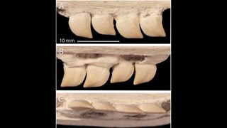 A close-up view of Xenodens' teeth