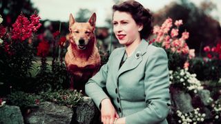 Queen Elizabeth II at Balmoral Castle with one of her Corgis