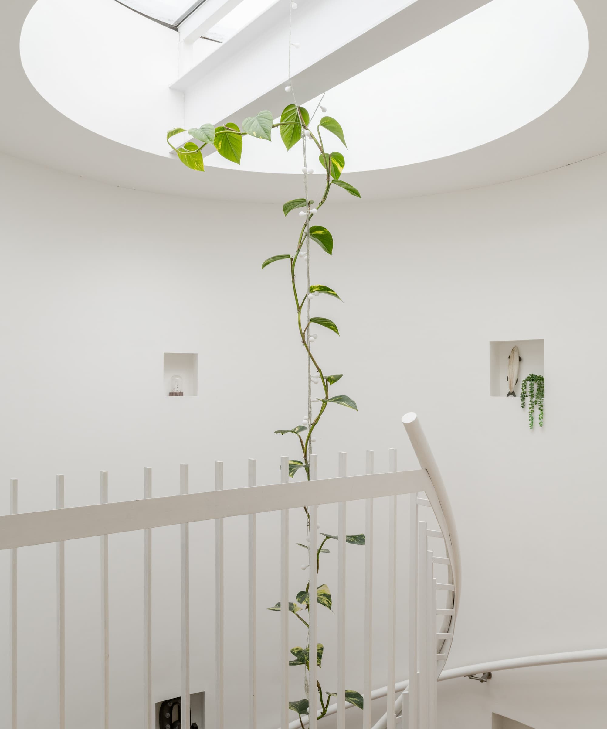 A roof window with a plant hanging from it leading down a spiral staircase