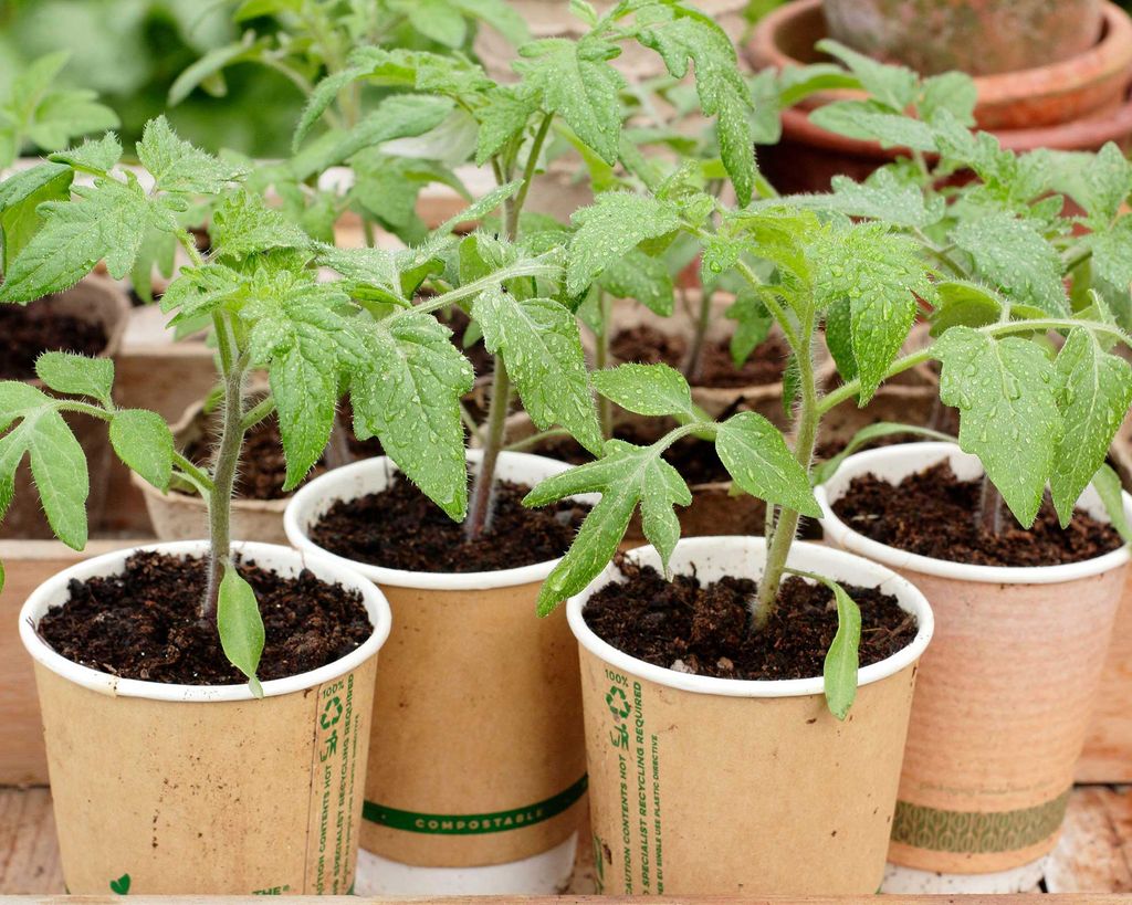 How to save tomato seeds for planting: 3 simple steps | Gardeningetc