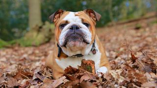 English Bulldog lying in autumn leaves