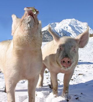 pigs in snow