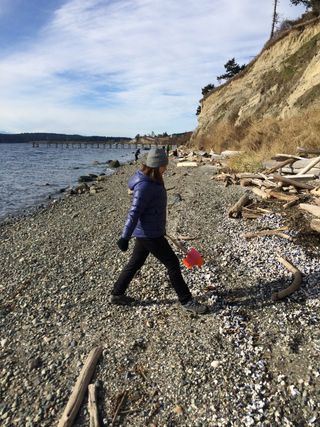 To control for effort and to determine debris concentration on a given beach, sampling areas are measured by pacing. Here, a COASST intern paces the width of a narrow Puget Sound beach. 