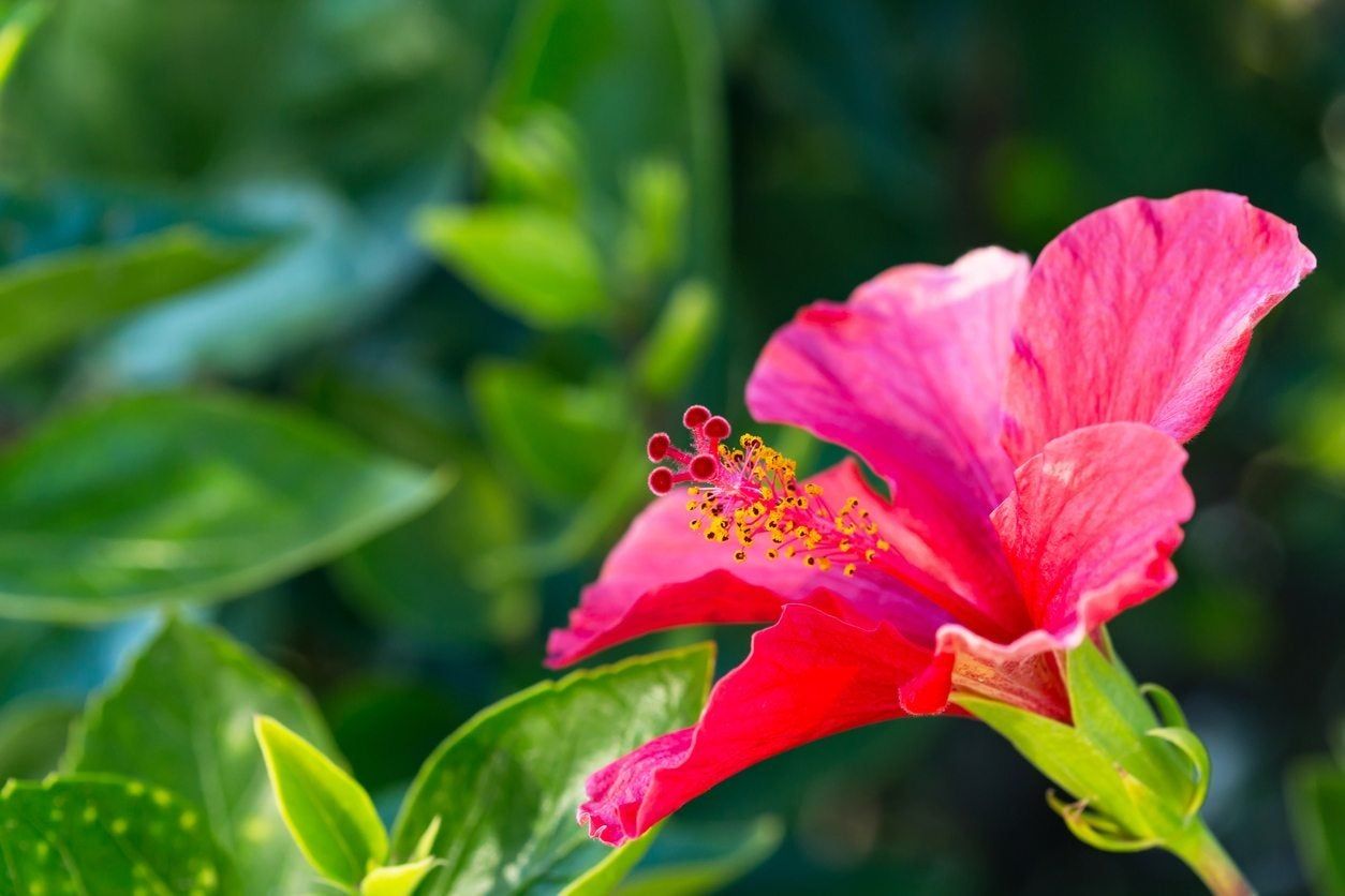 Pink Hibiscus Flower