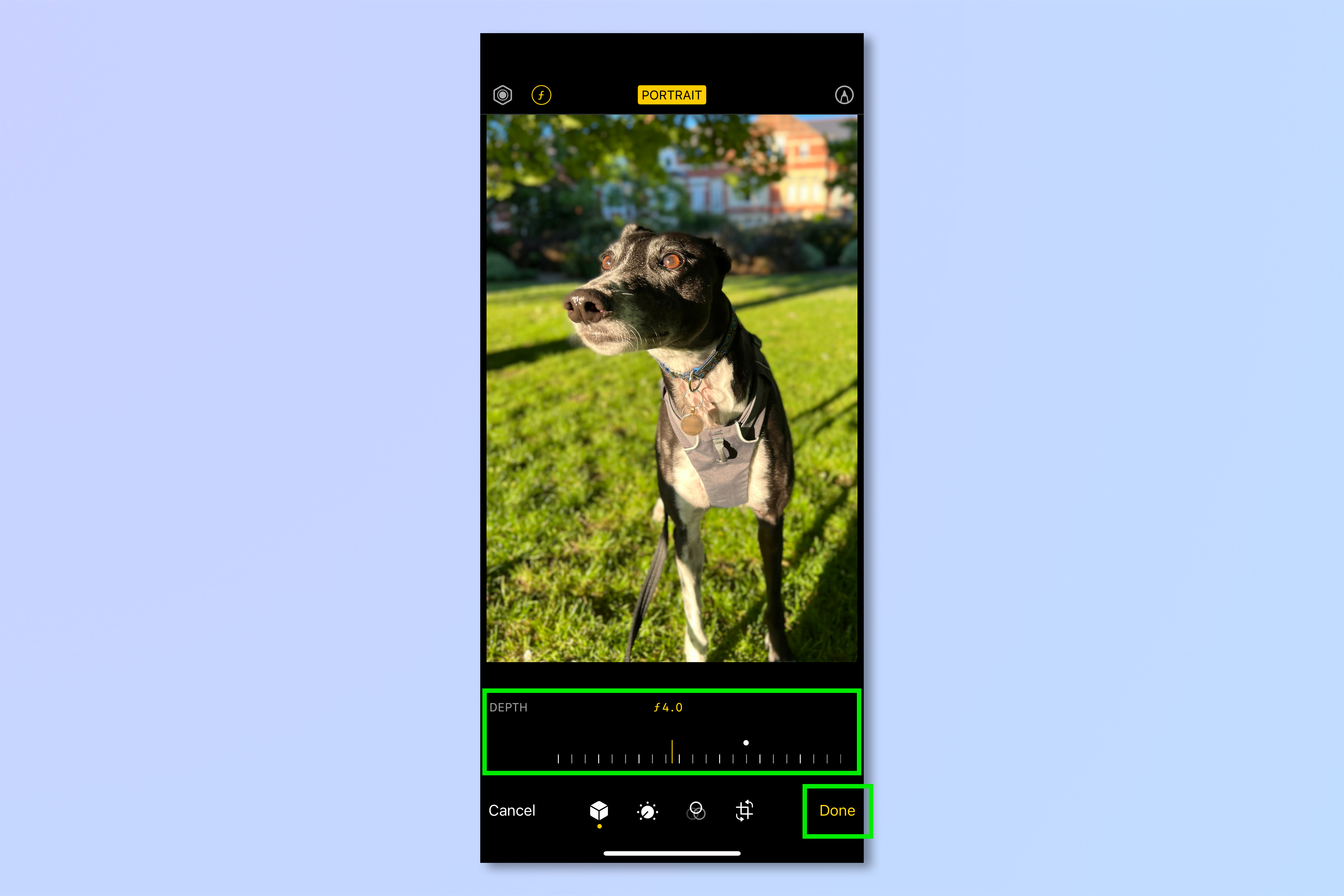 An iPhone screenshot of a greyhound pictured in the iPhone camera, demonstrating the steps required to blur the background of iPhone photos