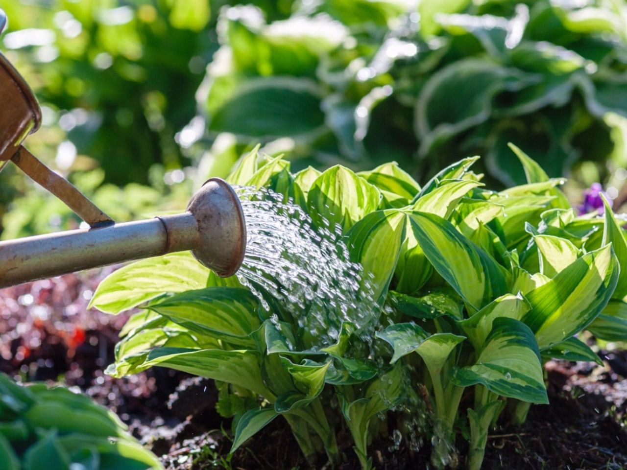 A watering can watering hostas