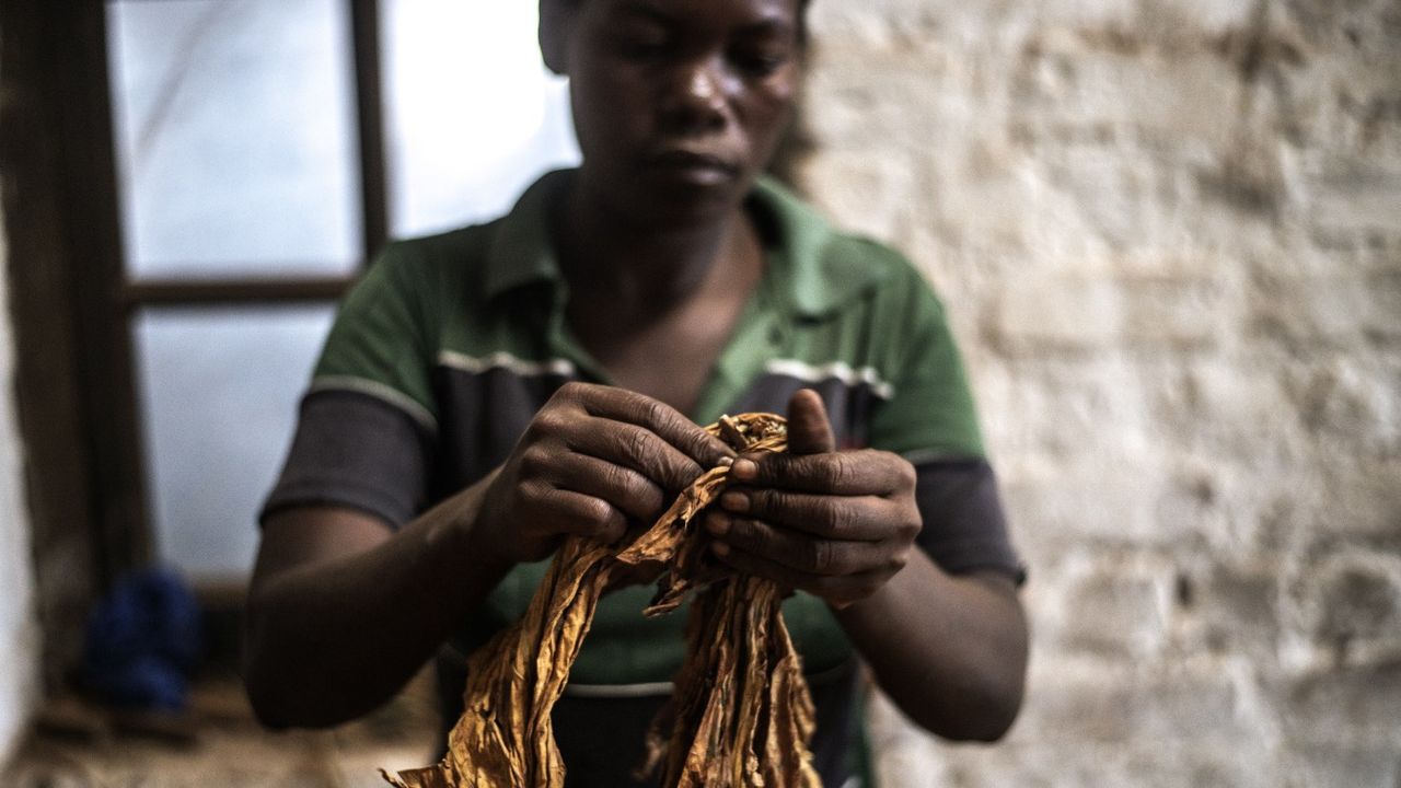 Tobacco production in Malawi is one of the nation&amp;#039;s largest sources of income.