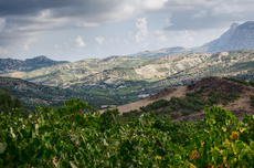 Cretan wine, Mantilari Plakoyra Vineyard