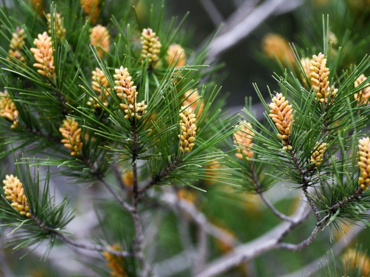 Monterey Pine Tree