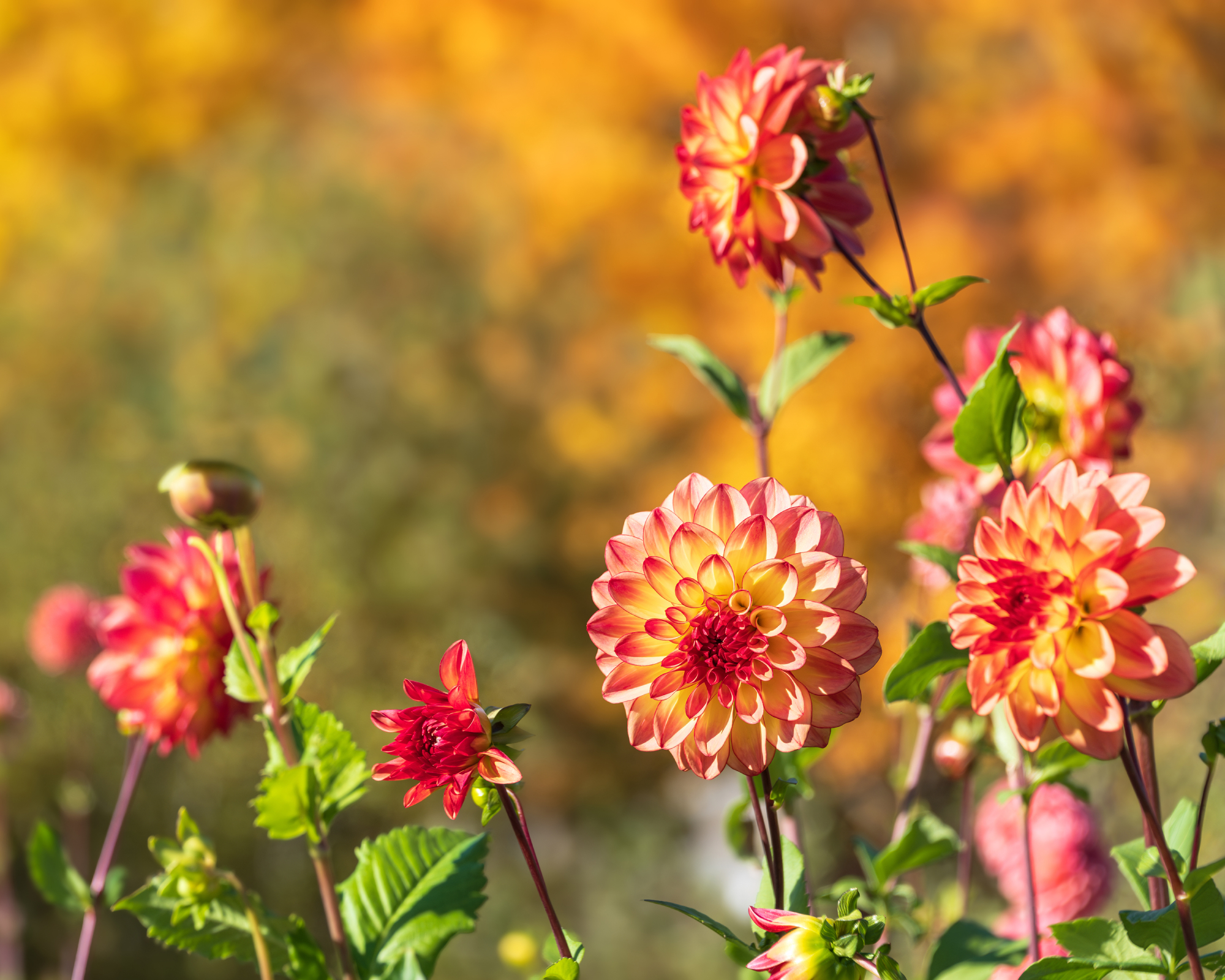 Beautiful red yellow Dahlia flowers blooming in the autumn garden. Natural warm autumn colors background.