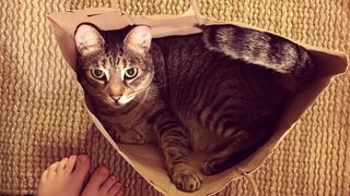 Cat sitting in paper bag