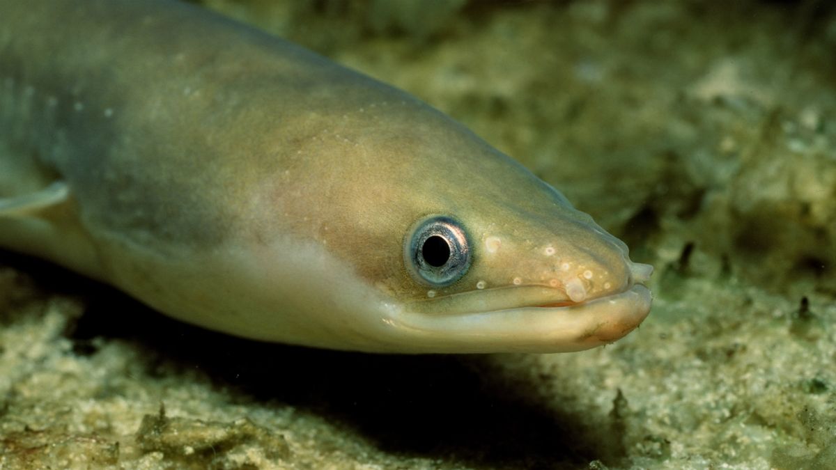 Eels getting high in UK’s cocainepolluted rivers The Week