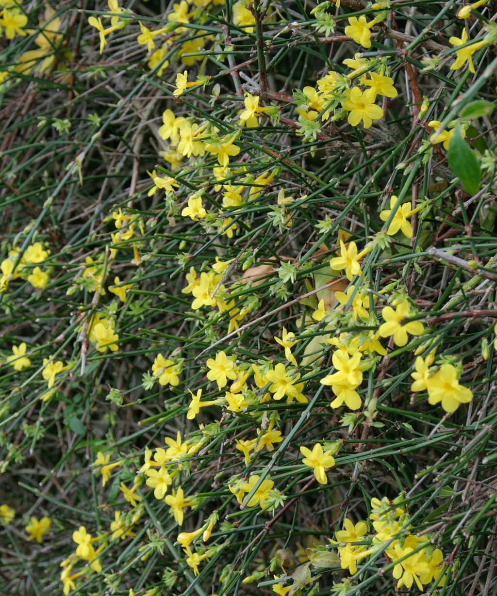 Plants for covering walls: 12 ways to conceal boundaries | Gardeningetc