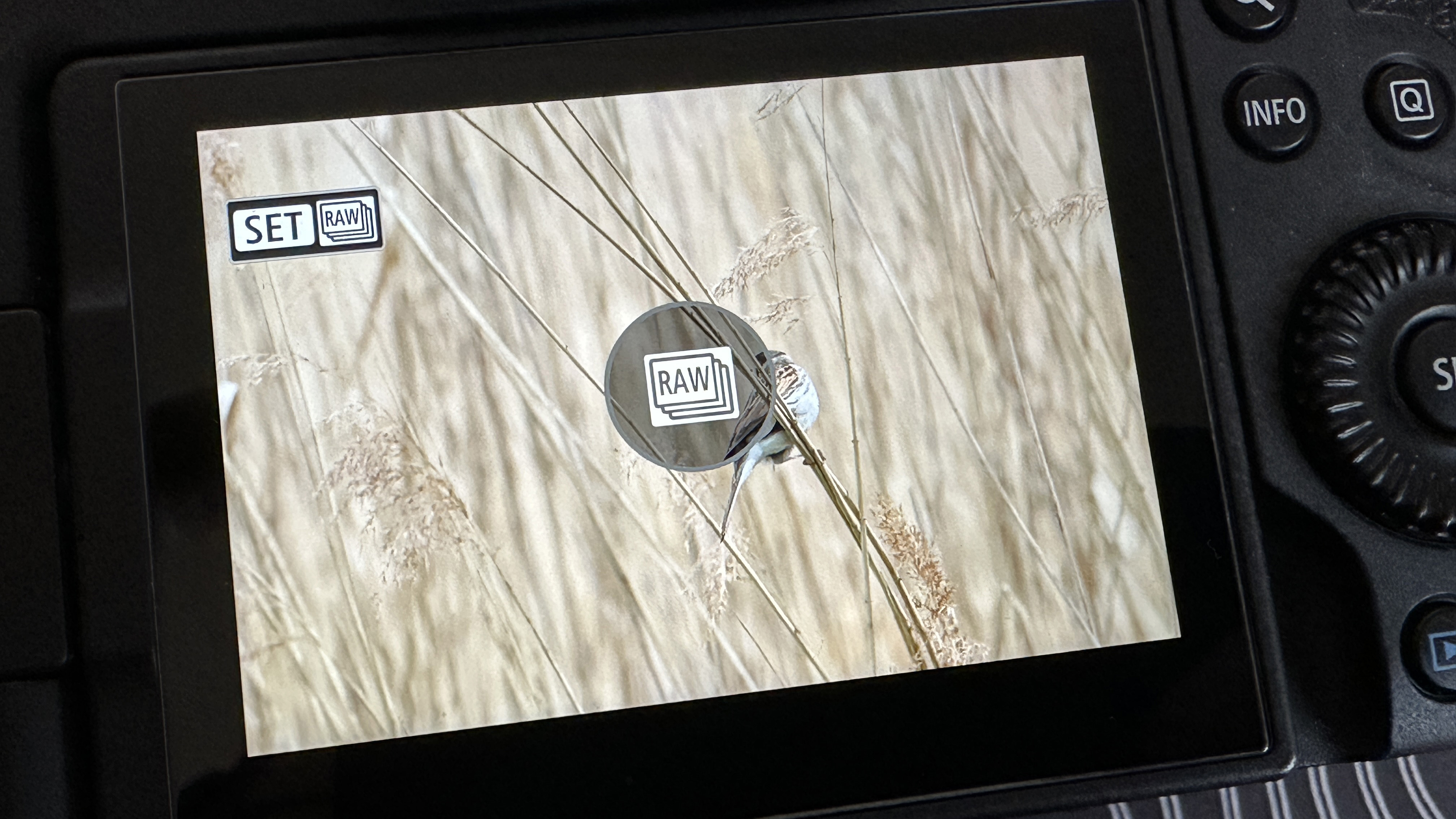 The back LCD screen of a Canon EOS R6 Mark II showing the group of RAW files produced when shooting a pre-continuous burst