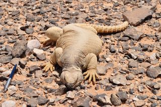 a spiny tail lizard