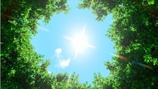 Whitepaper cover with top image of trees and blue screen from the ground looking up