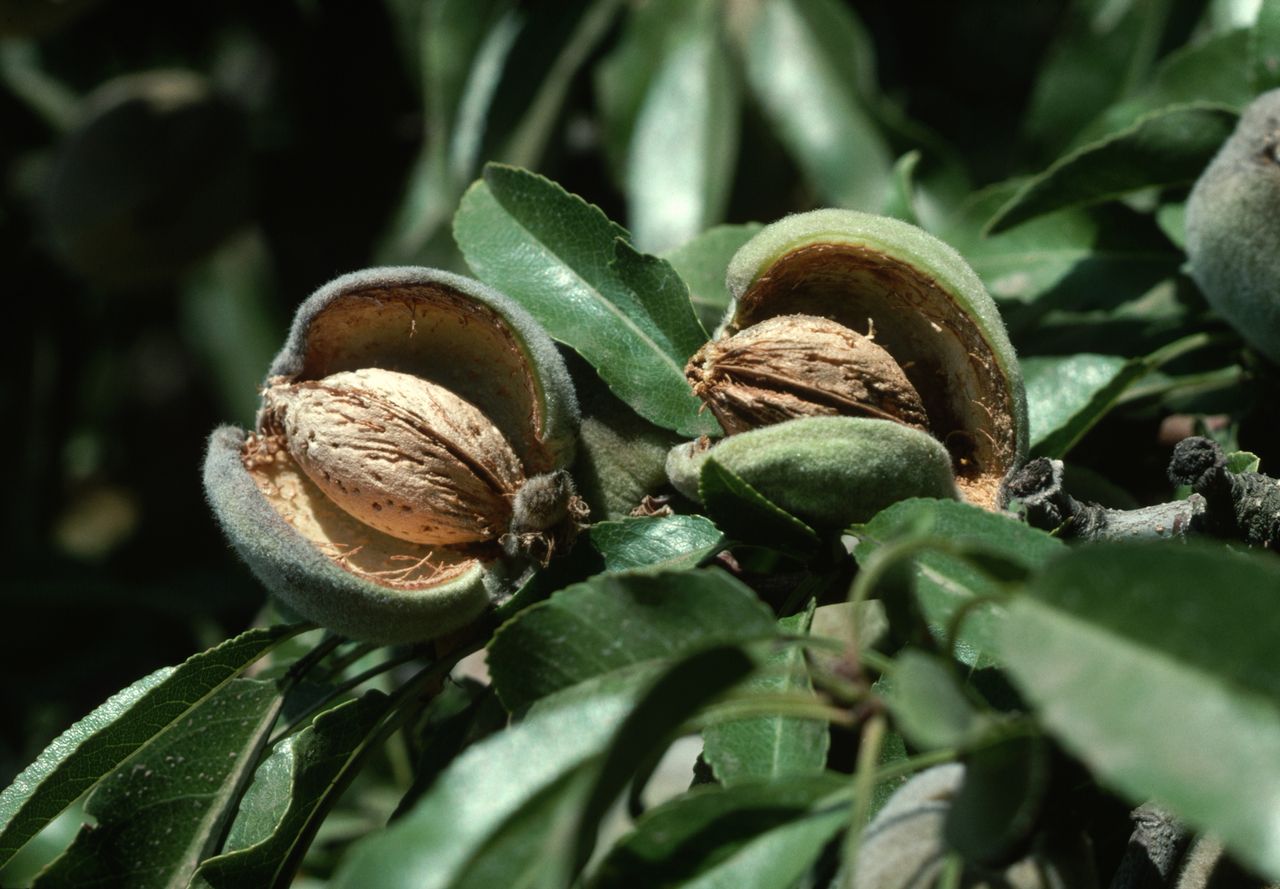 Almonds look like small peaches until the green, fleshy outer layer splits open, indicating that the ideal harvest time is approaching.