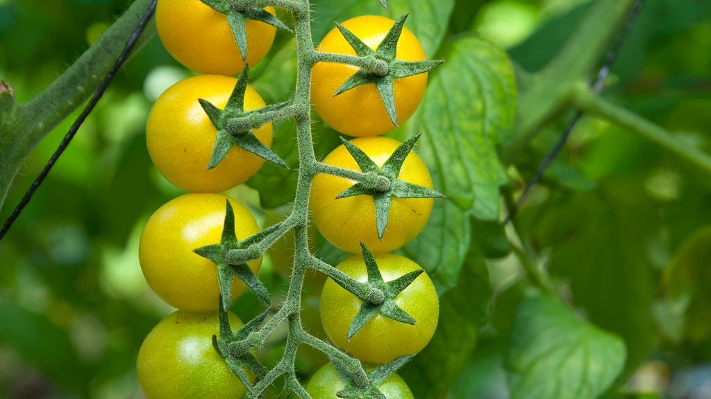 small yellow variety of tomatoes 